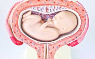Ультразвуковые данные на 28-29 неделе беременности: начало жизни новой личности