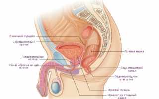 Возможности ультразвукового сканирования в выявлении патологии тазовых органов у мужчин
